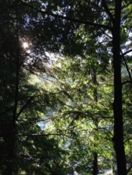 Sunlight filtering through the trees on the bank of the Pemi